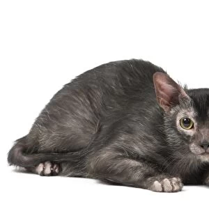 Cats (Domestic) Collection: Lykoi