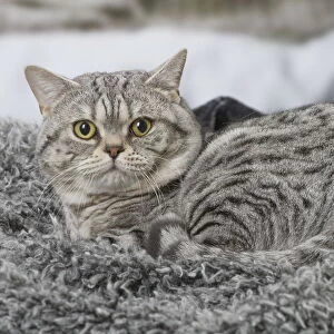 Cats (Domestic) Collection: American Shorthair