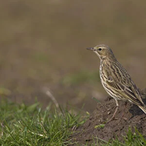 Wagtails And Pipits Collection: Meadow Pipit
