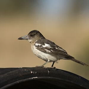 Pied Butcherbird female On the cover of a cattle watering trough, near Gibb River Road, Kimberley, Western Australia