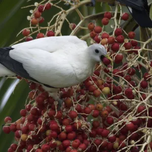 Pigeons Postcard Collection: Pied Imperial Pigeon