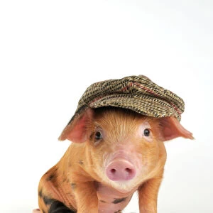 Pig - 2 week old Oxford sandy & black piglet wearing a flat cap