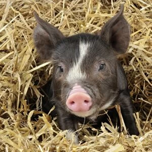 Pig - Berkshire piglet in straw