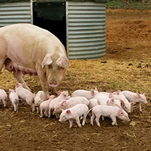 Pig Elevage "Large white" Pig with piglets in sty Sarthe, France