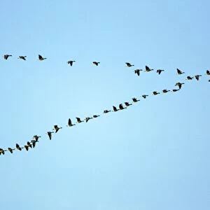 Pink-footed Geese - skein flying over Lindisfarne National Nature Reserve, Northumberland, autumn, England