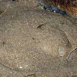 Plaice - covering itself with sand as camouflage