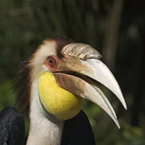 Typical Hornbills Mounted Print Collection: Plain Pouched Hornbill
