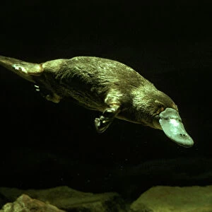 Mammals Collection: Platypus