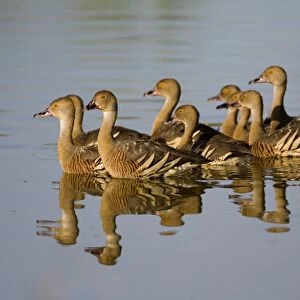Plumed Whistling-Ducks Common in swamps, flooded grasslands, lakes and billabongs across northern Australia and scattered across the eastern half of Australia. At a wetland near the Gibb River Road, Kimberley, Western Australia