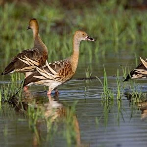 Ducks Collection: Plumed Whistling Duck