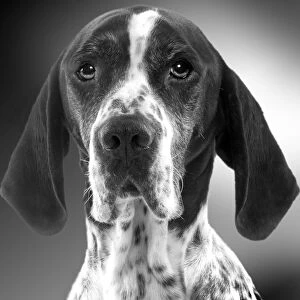 Pointer Dog - close-up of face. Black and White