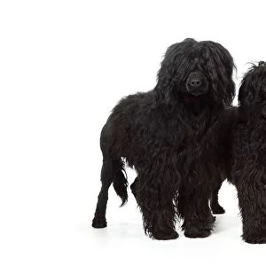 Portuguese Water Dog - with puppy (9 months old)