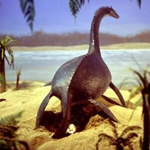 Prehistoric Reconstruction - Plesiosaur Laying eggs, C. Oxoniensis Late Jurassic
