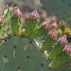 Prickly Pear Cactus Flower Buds in Sonoran Desert - Arizona - Close-up showing spines