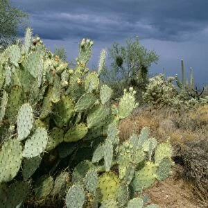 Prickly Pear Cactus Southeast Arizona