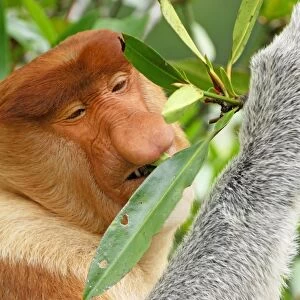 Proboscis Monkey - male eating leaves - Kinabatangan river - Sabah - Borneo - Malaysia - Sabah - Borneo - Malaysia