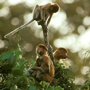 Proboscis Monkey (Nasalis larvatus) female and young, Kinabatangan River, Sabah, Borneo, Malaysia JPF30297
