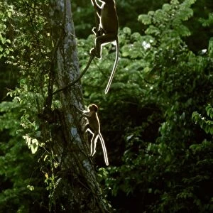 Proboscis Monkey - swimging from vine, Kinabatangan River, Sabah, Borneo, Malaysia JPF30275