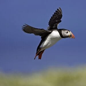 Puffin-single bird on rock, Farne Isles, Northumberland, UK