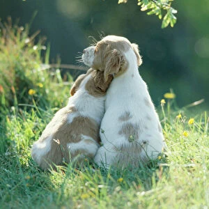 Puppy Dogs 2 best friends