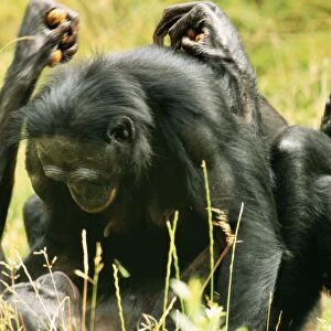 Hominidae Collection: Bonobo