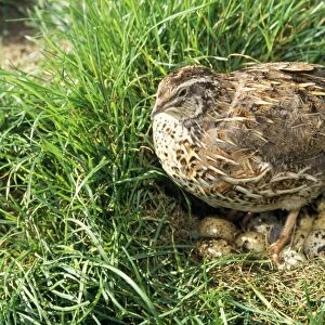 Quail - on nest with eggs