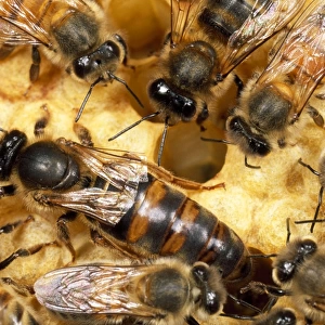 Queen Honey Bee - clipped wings - UK