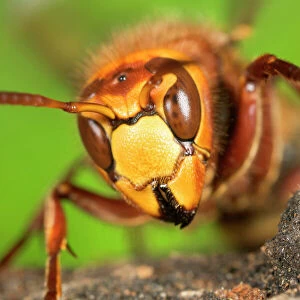 Hymenoptera Jigsaw Puzzle Collection: European Hornet