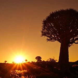 Quiver tree forest individual tree silhouetted against rising sun Quiver tree forest, Keetmannshop, Namibia, Africa snh060078 SAI