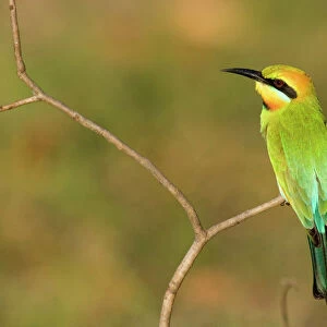 Bee Eaters Glass Place Mat Collection: Rainbow Bee Eater