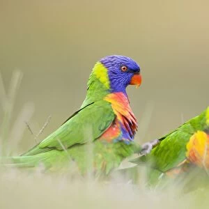 Rainbow Lorikeet - Two birds feeding on crumbs left on the ground - Queensland, Australia