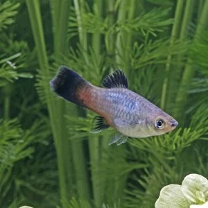 Rainbow platy – side view by weeds- tropical freshwater - variant 002626