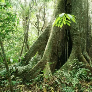 Rainforest Big Ceiba tree at Manu Lodge, Amazon Basin, Manu National Park, Peru