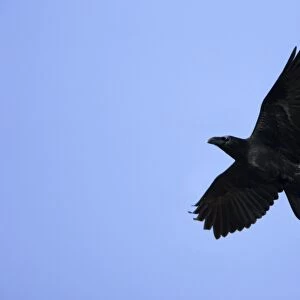 Raven - In flight Lower Saxony, Germany
