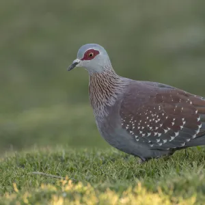 Pigeons Collection: Speckled Pigeon