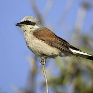 Red-Backed Shrike - Perched on twig Lower Saxony, Germany
