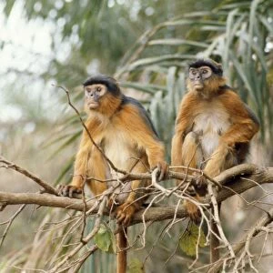 Red Colobus Monkey - male & female The Gambia, West Africa