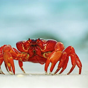 Crustaceans Framed Print Collection: Land Crab