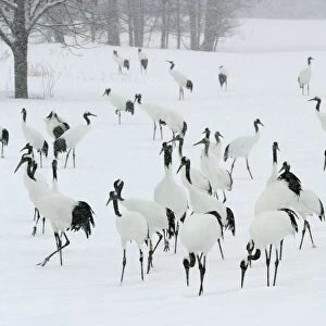 Red-crowned Crane - flock in snow Hokkaido, Japan