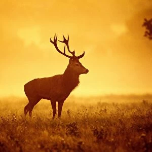 Red Deer - Stag at misty sunrise - Richmond Park UK 14974