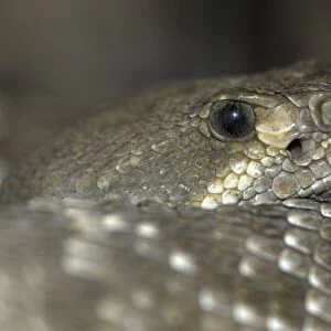 Rattlesnake Collection: Red Diamond Rattlesnake