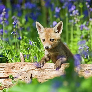 Red Fox - cub on log in bluebells - controlled conditions 12692