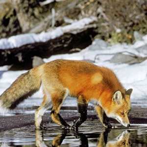 Red Fox - along edge of freezing lake, November. Sometimes a puddle of melt water would form on the surface of the lake ice and that is what the fox is reflecting in