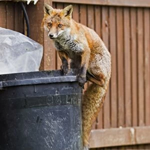 Red Fox - in back garden on top of dustbin 11876