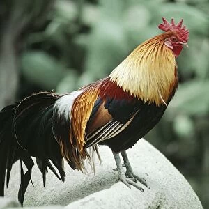 Red Jungle Fowl - male