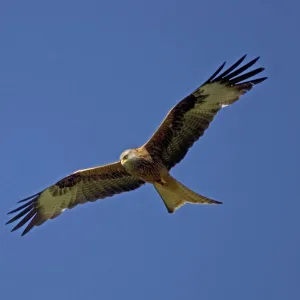 Red Kite in flight at RSPB site Wales, UK - at Gigrin Farm, Rhayade, r Powys, Mid-Wales where up to 300 red kites congregate for their daily feed