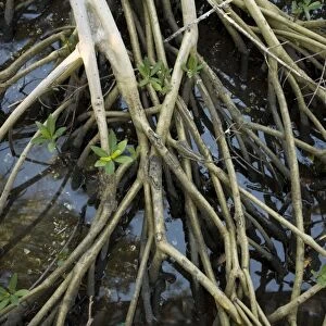 Red mangrove: stilt roots exposed at low tide, with seedlings growing up through them. USA