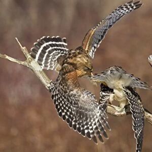 Red-shouldered Hawk - adult male and female - February - Connectucut - USA
