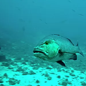 Red Snapper - showing teeth - Fiji
