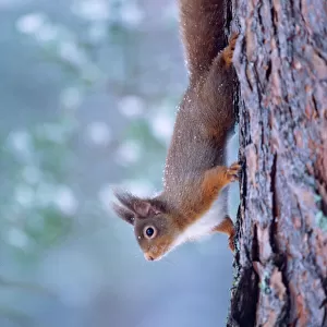 Sciuridae Collection: Red Squirrel